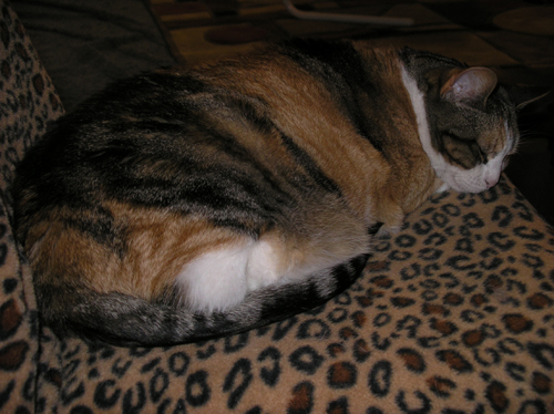 hadley-chair-0994