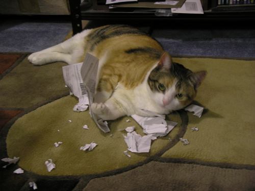 hadley-paper-shred-0956