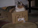 hadley-box-0244
