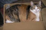 hadley-box-0256_500w336h