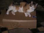 hadley-box-0430